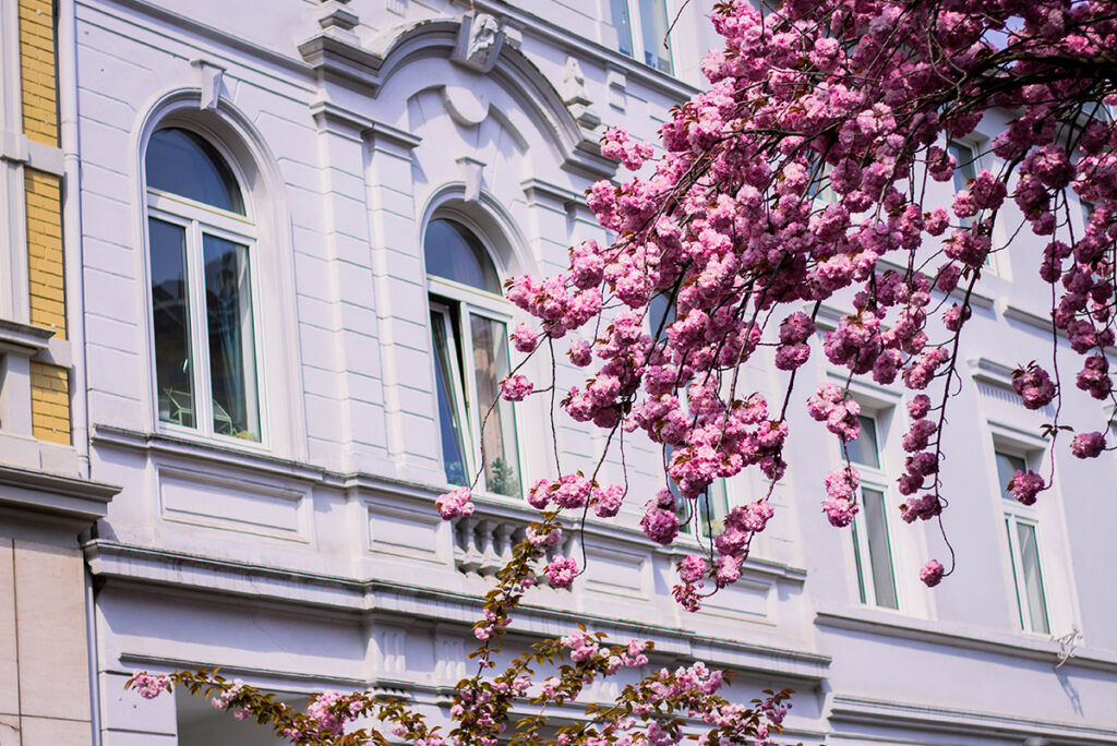 A charming street in Charleston, South Carolina, lined with historic buildings, moss-covered oak trees, and bright flowers in full bloom.